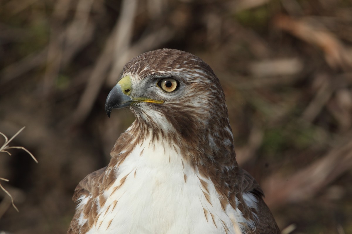 Red-tailed Hawk (borealis) - ML52977081