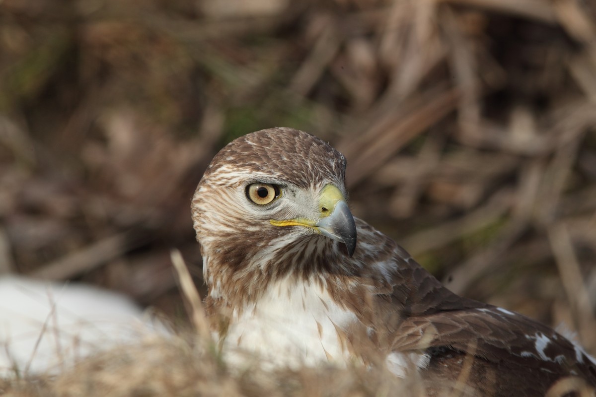 káně rudochvostá (ssp. borealis) - ML52977091