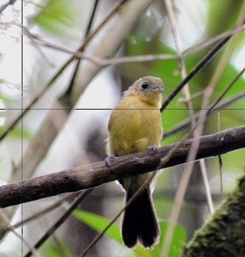 Black-tailed Flycatcher - ML529770921