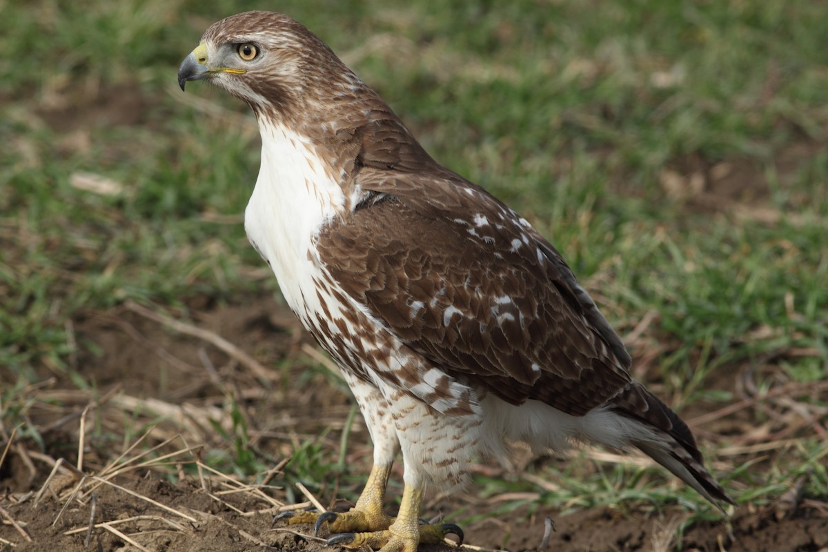 Red-tailed Hawk (borealis) - ML52977101