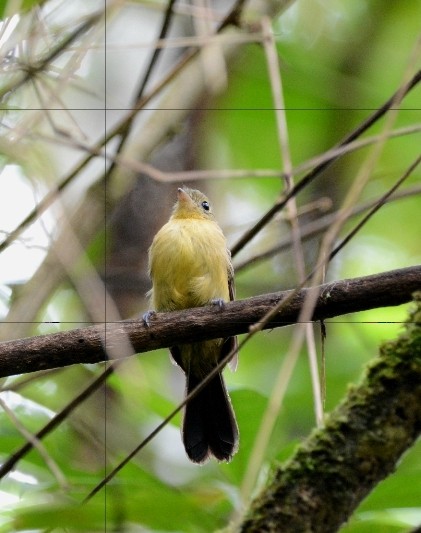 Black-tailed Flycatcher - ML529771161