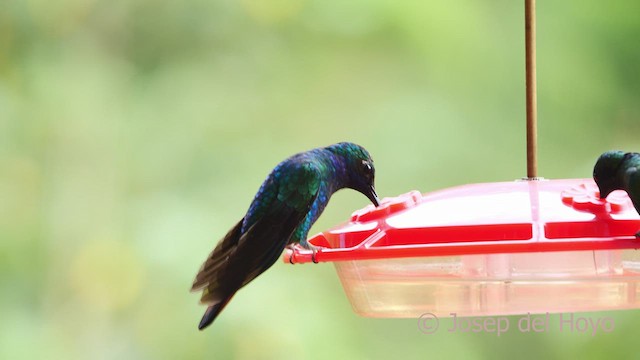 kolibřík azurovoprsý - ML529771181