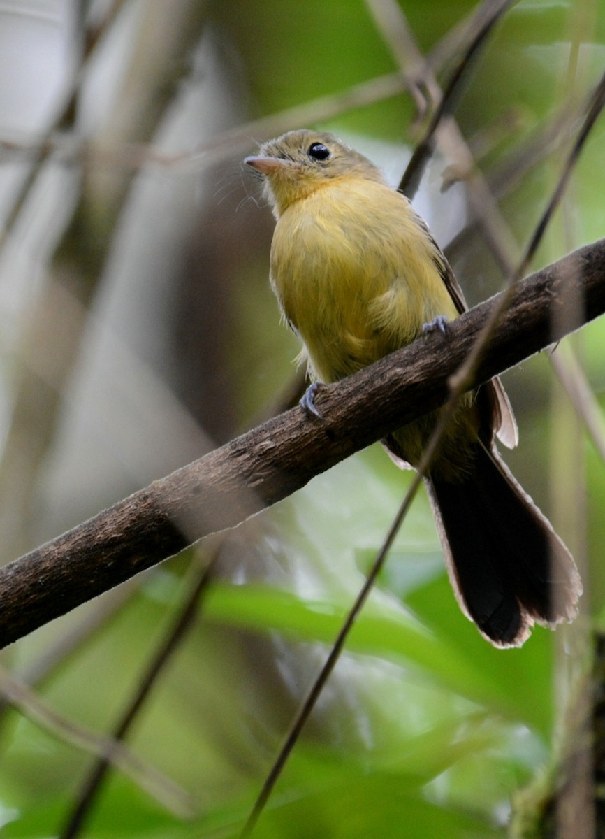 Black-tailed Flycatcher - ML529771361