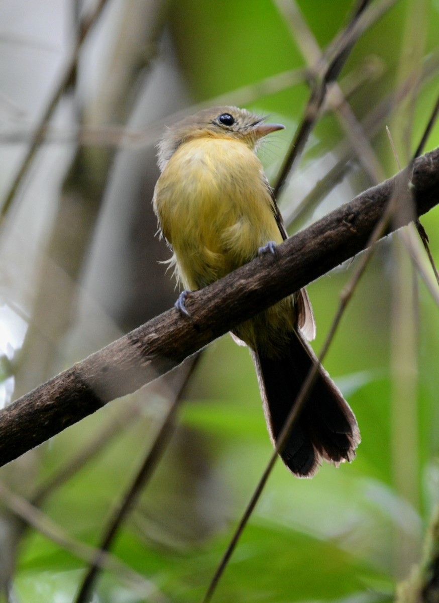 Black-tailed Flycatcher - ML529771671