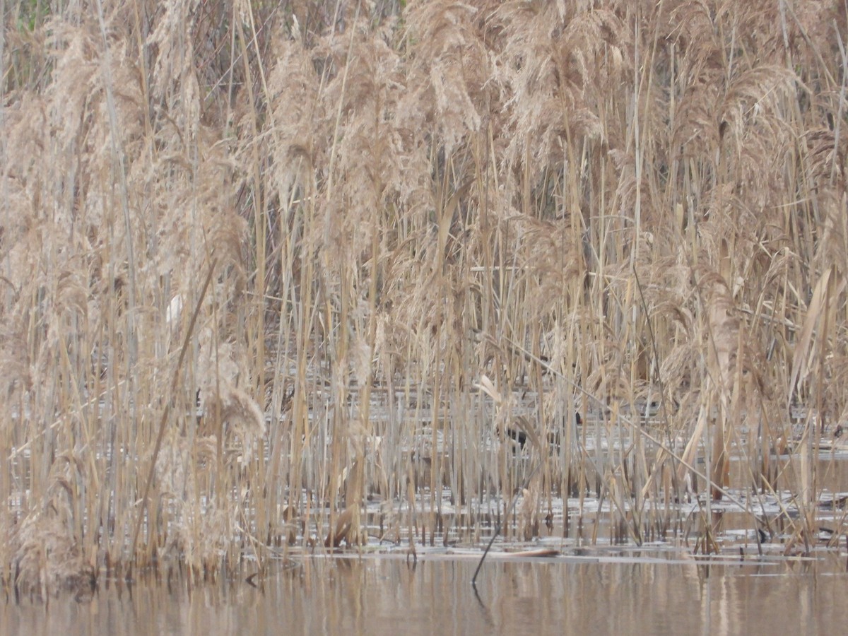 Eurasian Moorhen - ML529771841