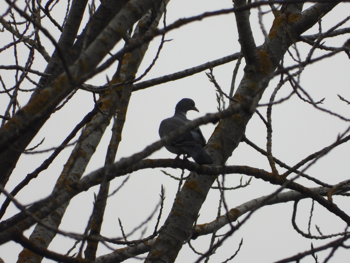 Common Wood-Pigeon - ML529772091