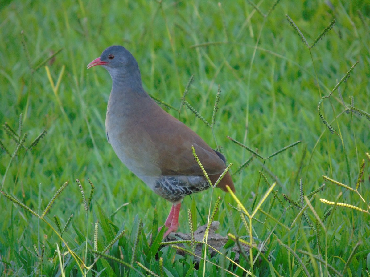 Small-billed Tinamou - ML529772251