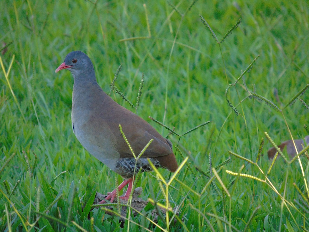 Small-billed Tinamou - ML529772261