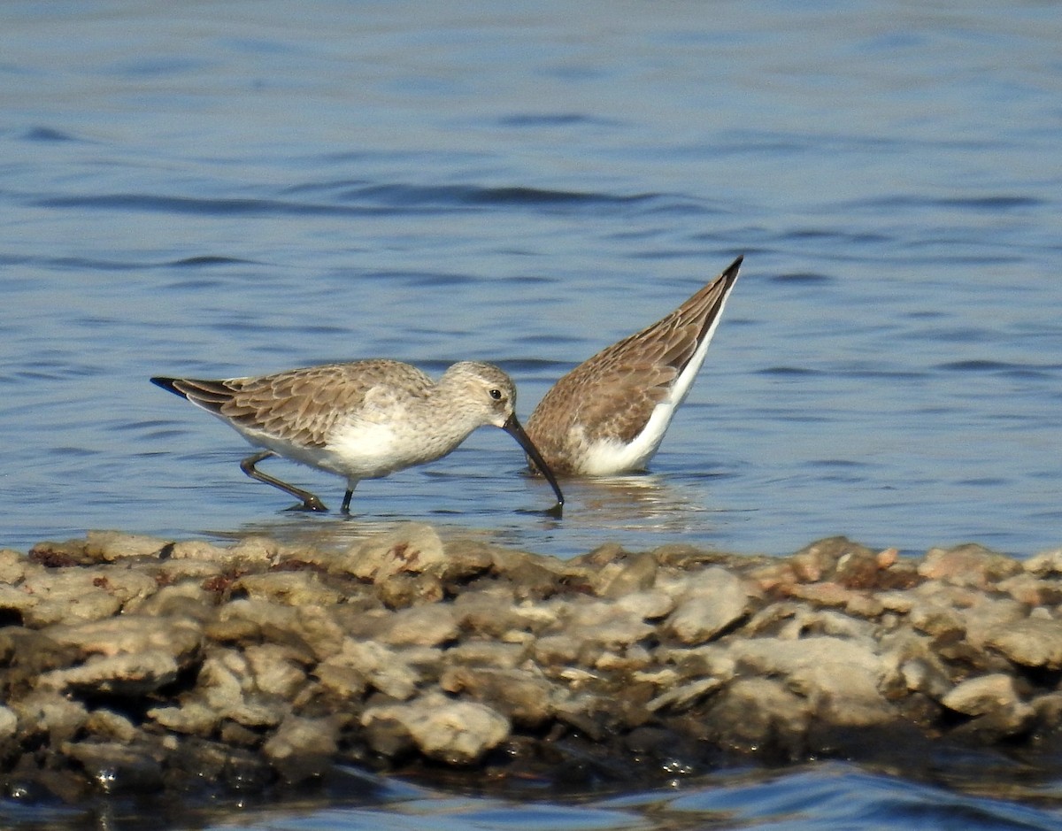 Curlew Sandpiper - ML529772281