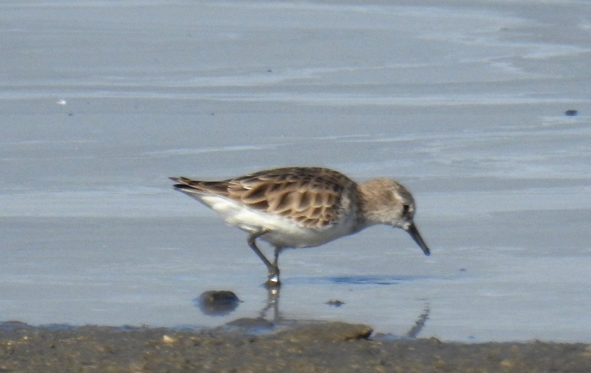 Little Stint - ML529772341