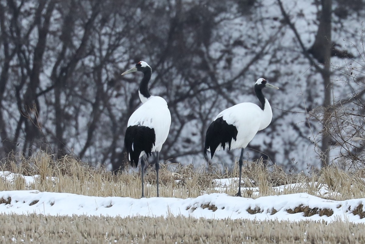 Red-crowned Crane - ML529772461
