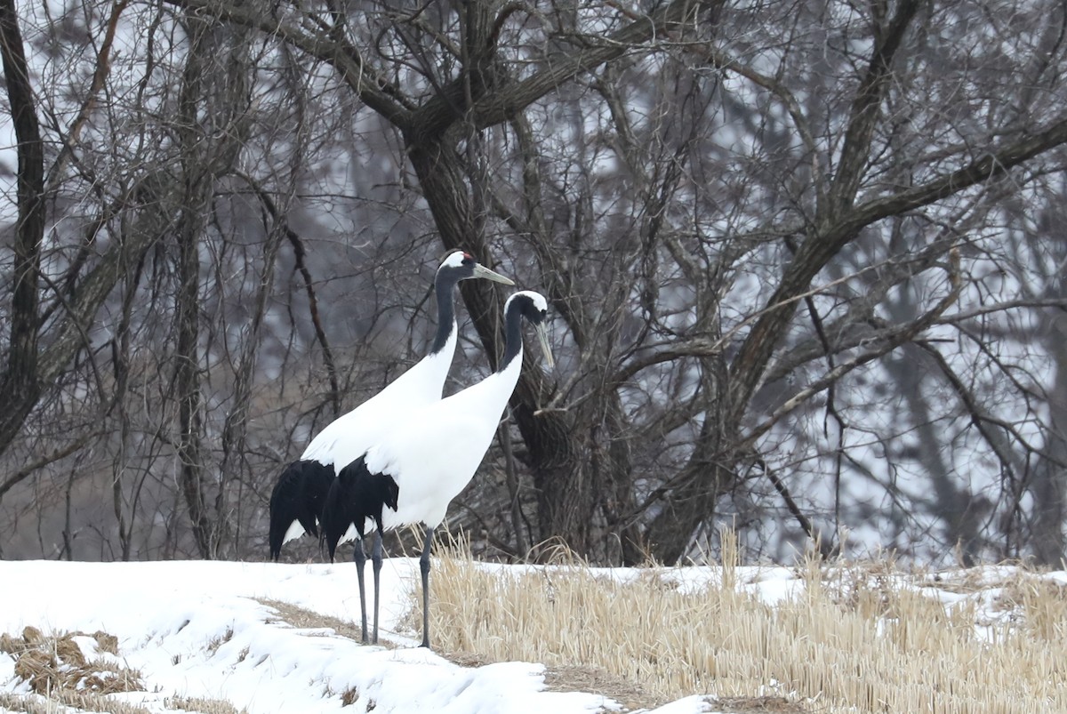 Red-crowned Crane - ML529772471