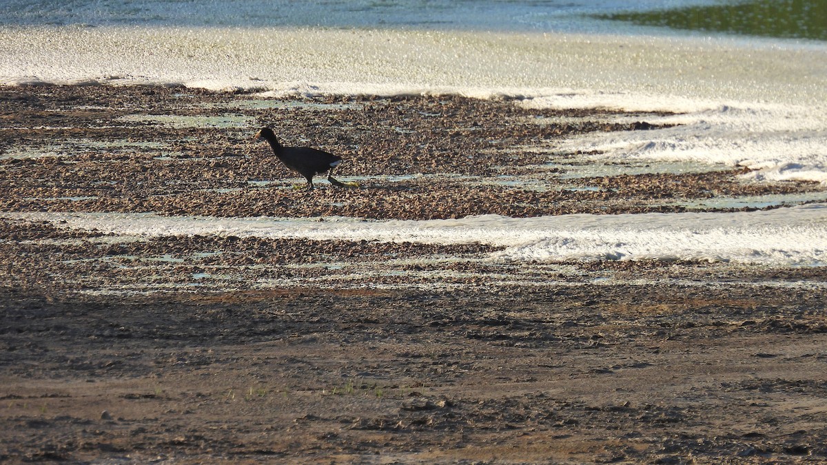 Fulica sp. - ML529772781