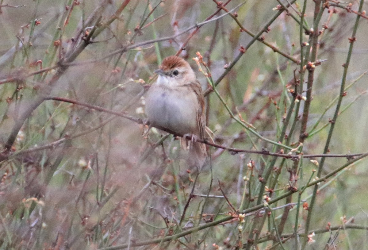 Tawny Grassbird - ML529772811