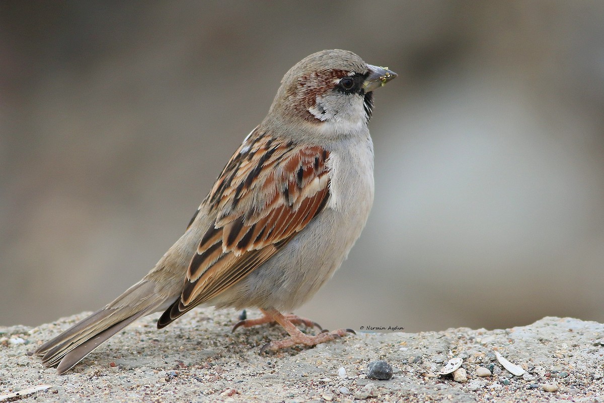 House Sparrow - Nermin Aydın