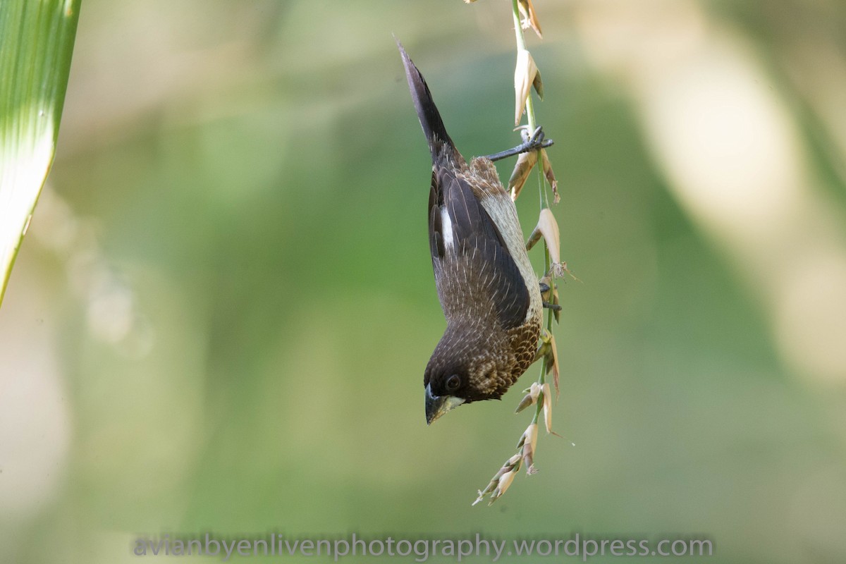 White-rumped Munia - ML529774881