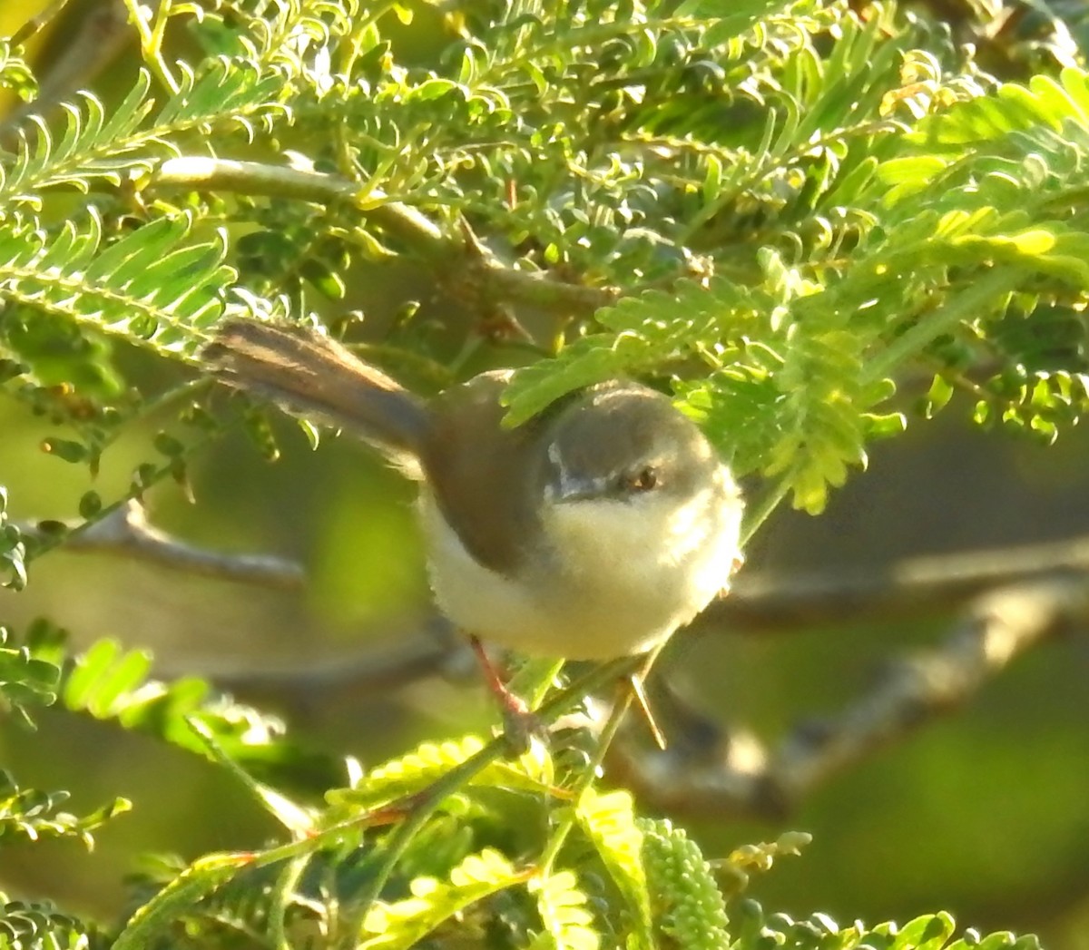 gråbrystprinia - ML529775081