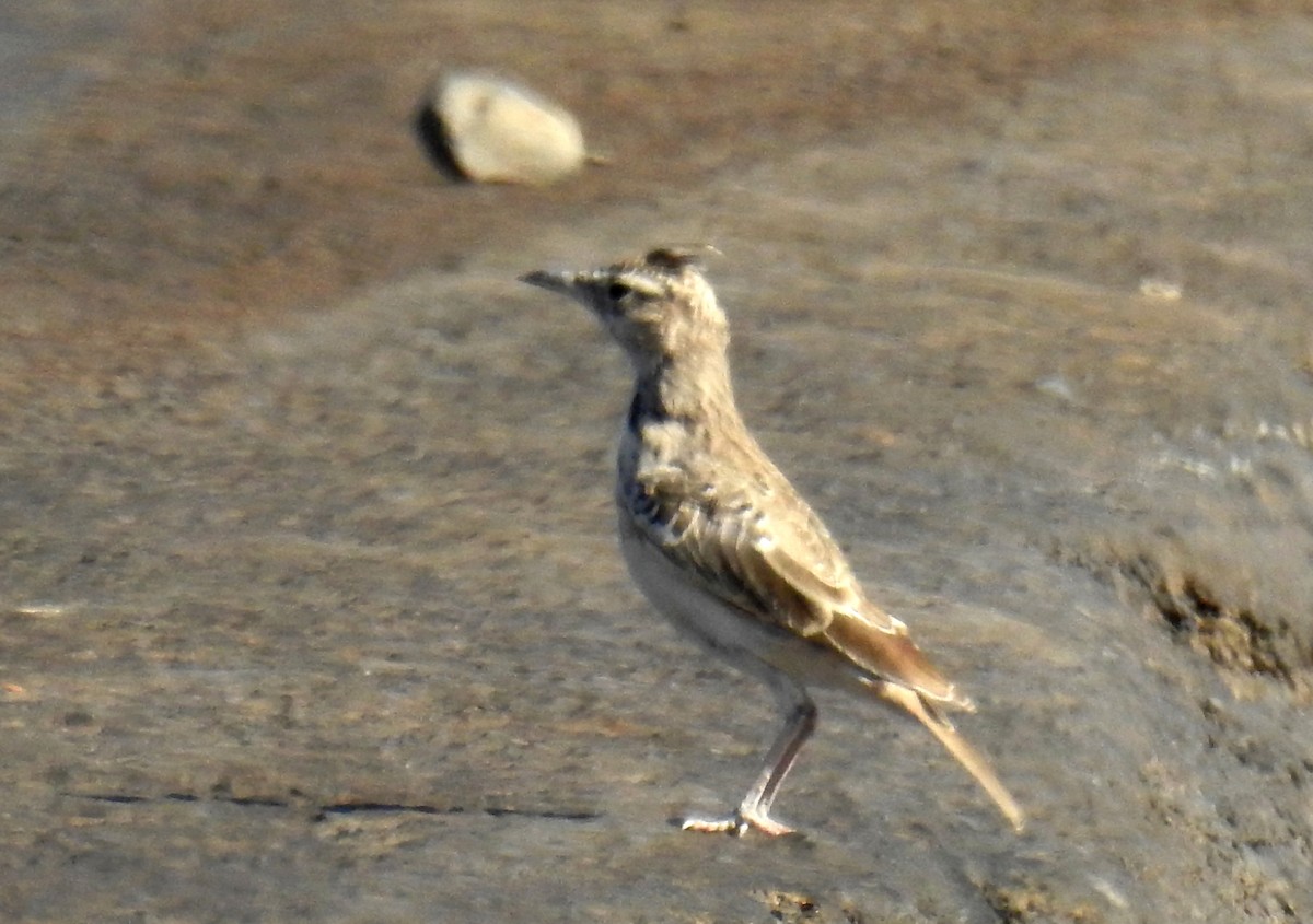 Greater Hoopoe-Lark - ML529775991