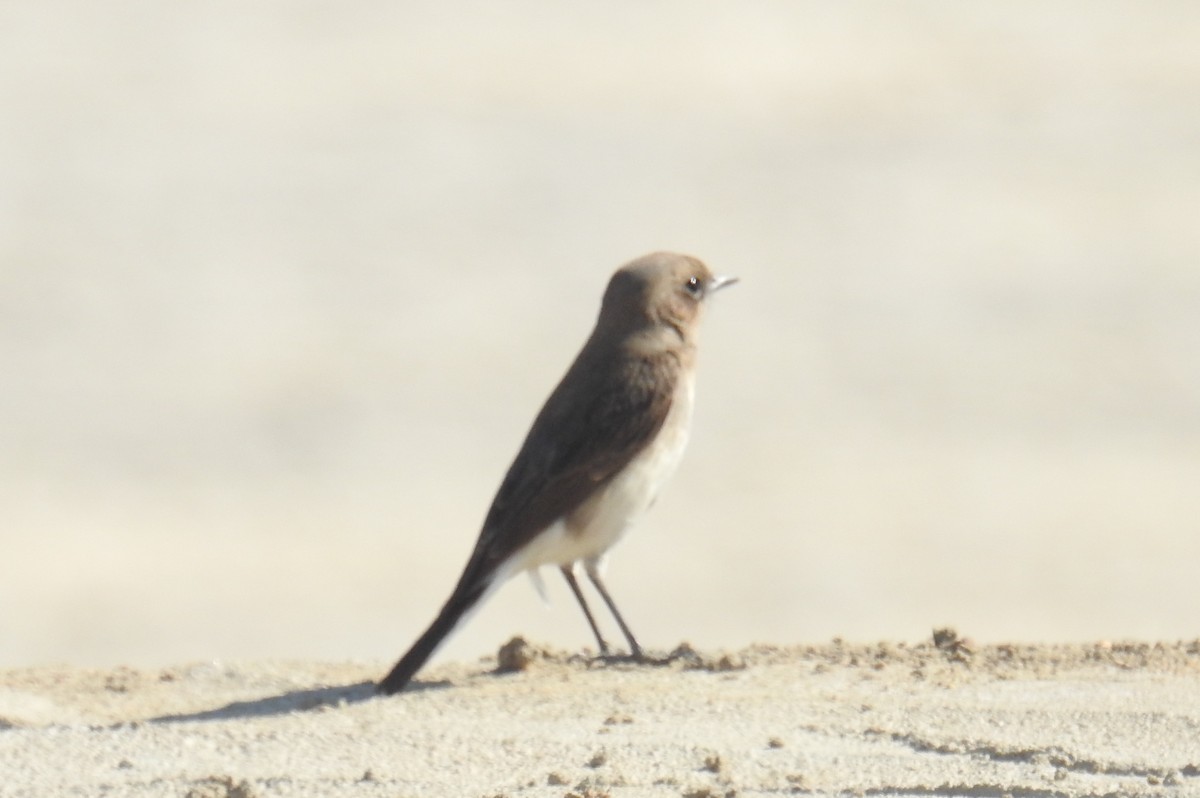 Variable Wheatear - ML529776371