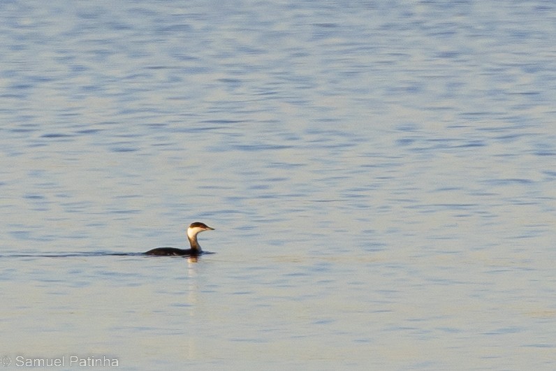 Horned Grebe - ML529776391