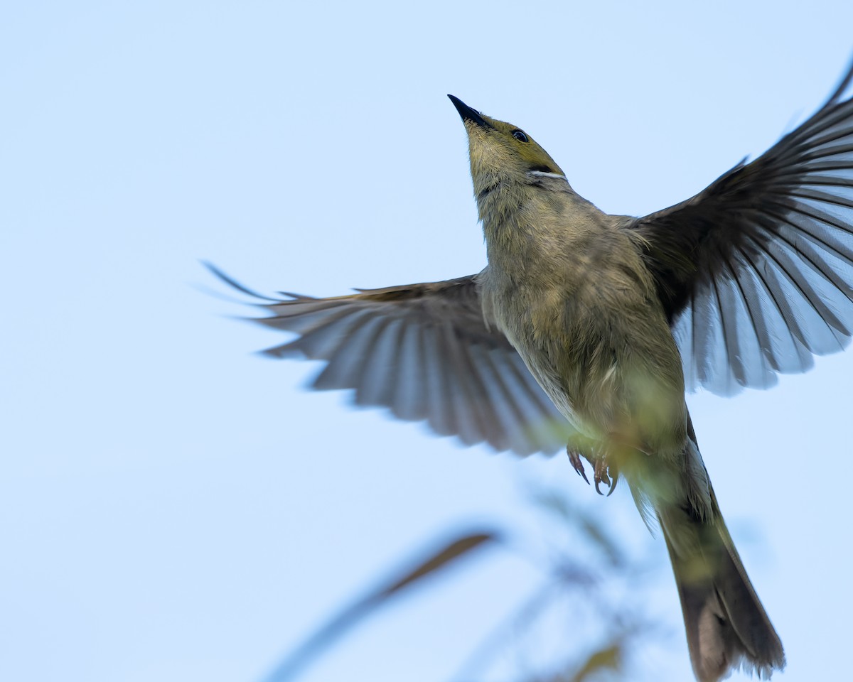 White-plumed Honeyeater - ML529777381