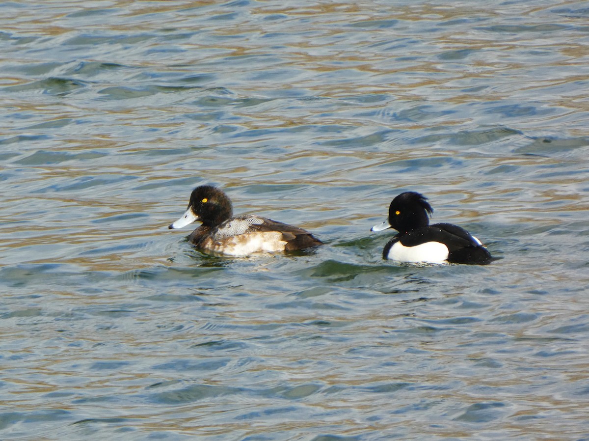 Greater Scaup - ML529777901