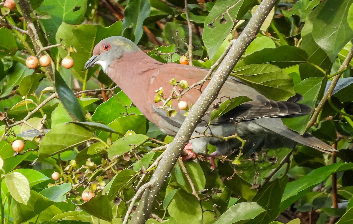 Pale-vented Pigeon - ML529778091