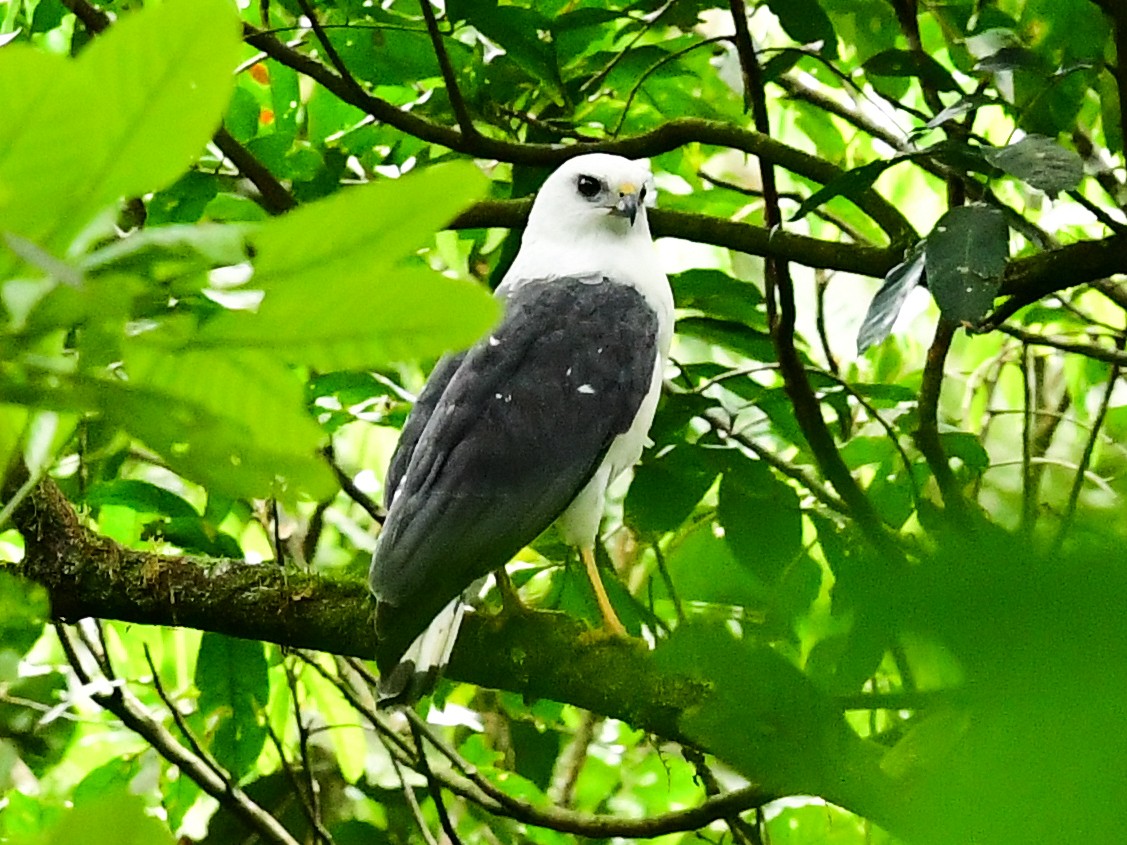 White-necked Hawk - Xueping & Stephan Popp