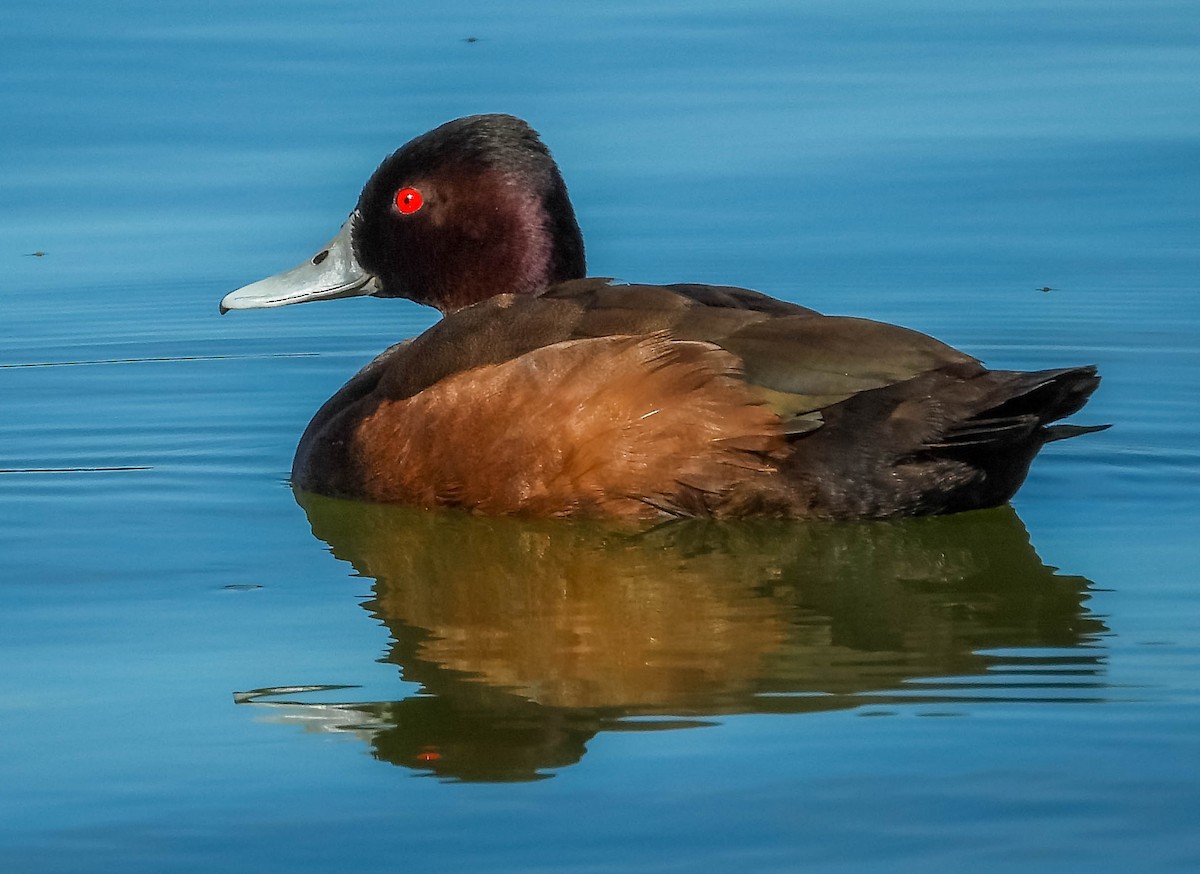 Southern Pochard - José Silvestre Vieira