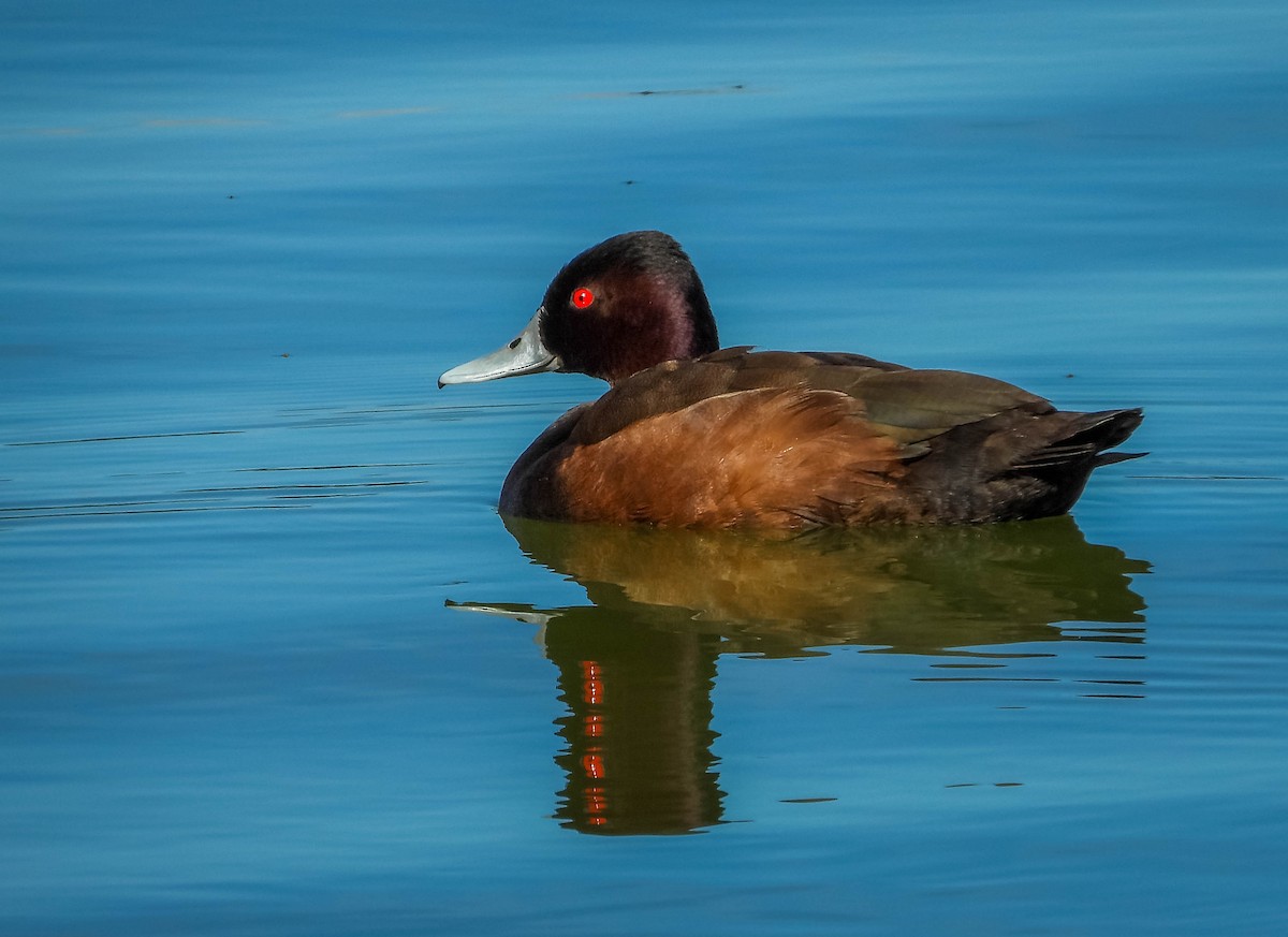 Southern Pochard - José Silvestre Vieira