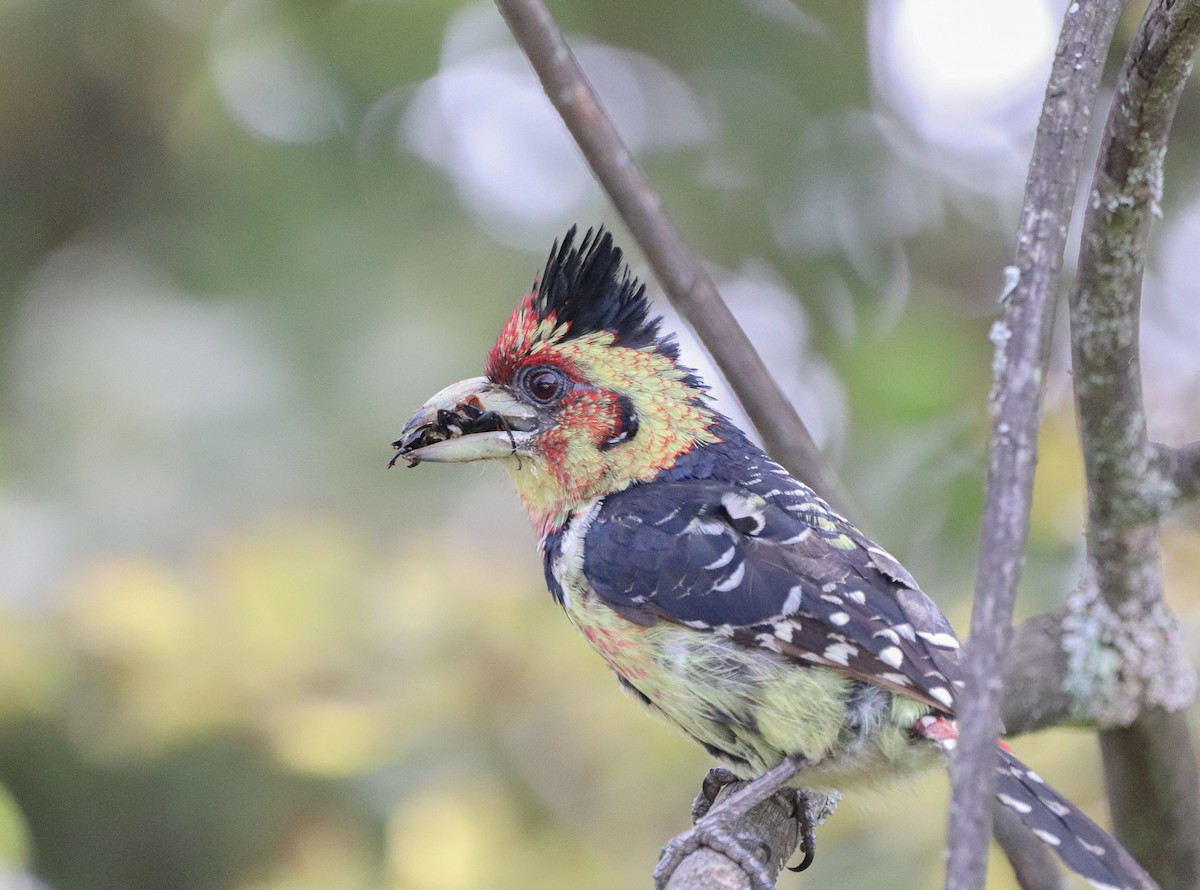 Crested Barbet - ML529779451