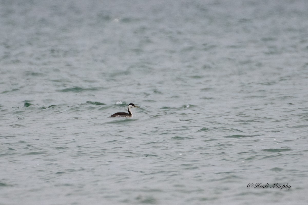 Western Grebe - ML529780891