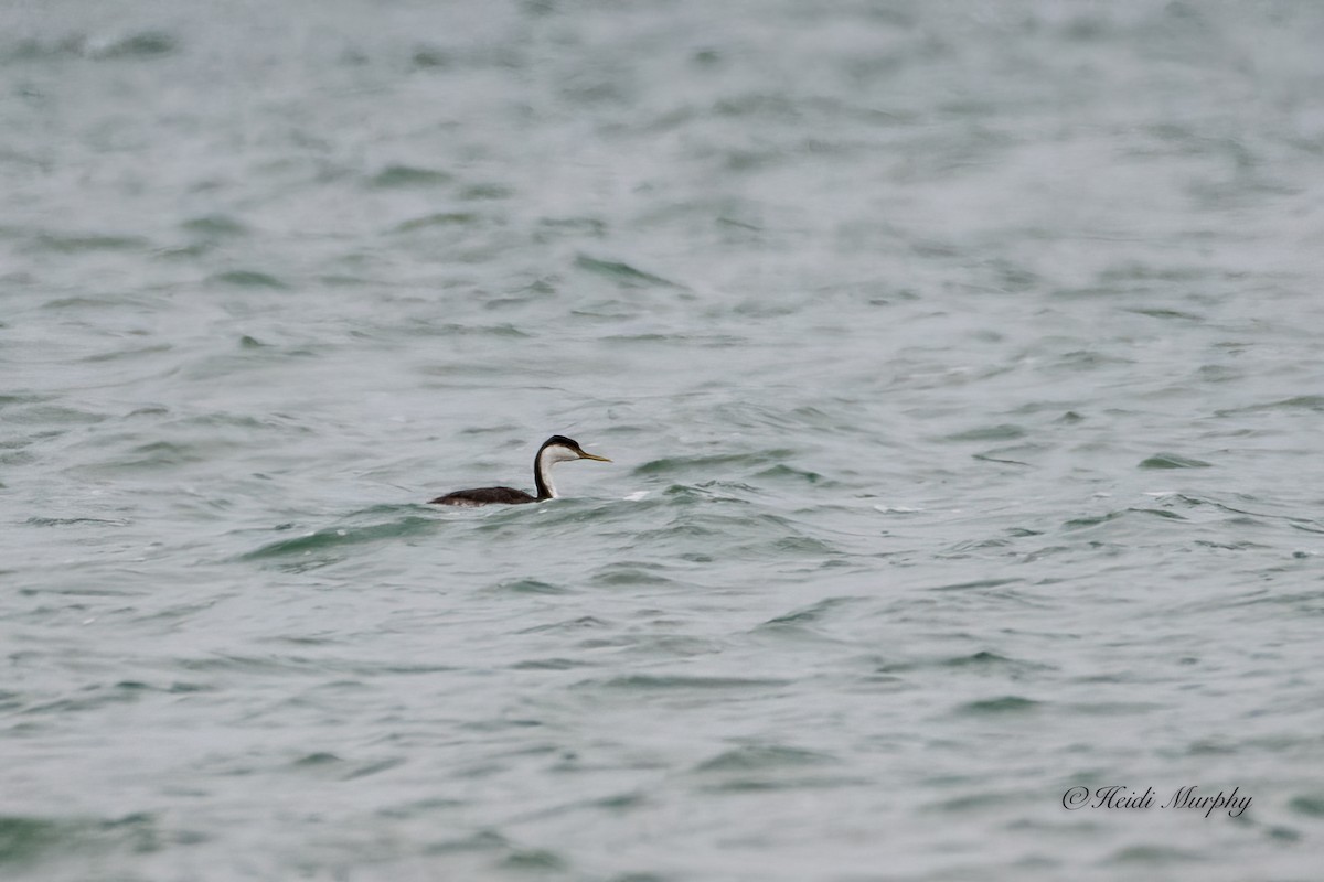 Western Grebe - ML529780901