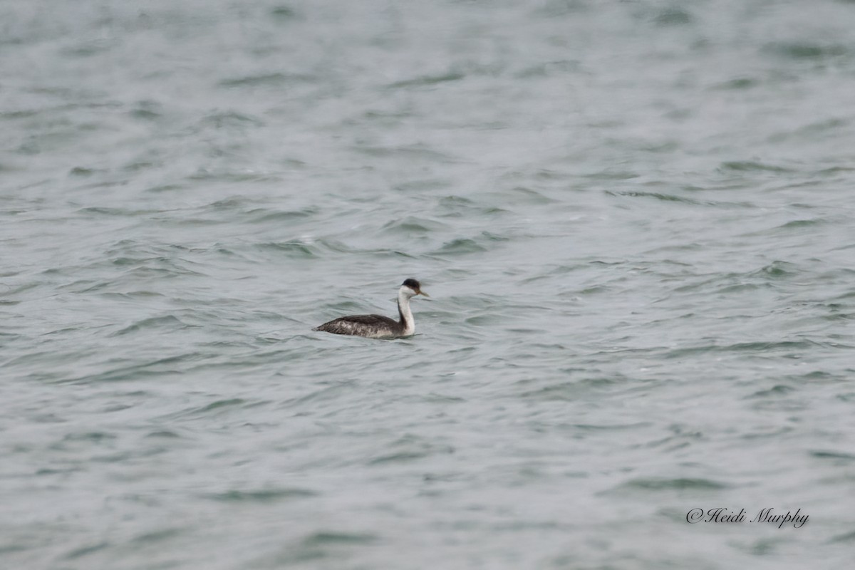 Western Grebe - ML529780911