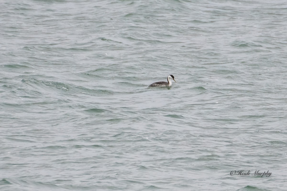 Western Grebe - ML529780921