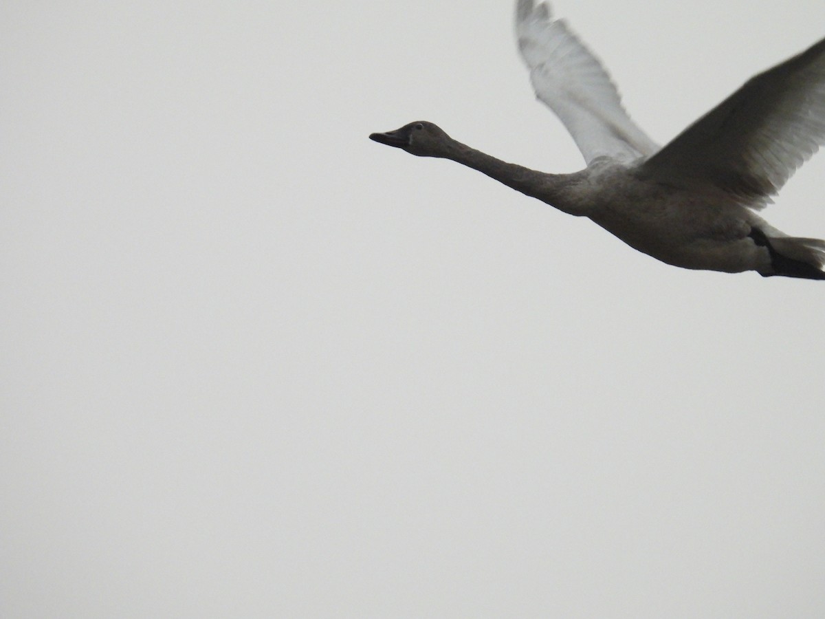 Tundra Swan - ML529781231