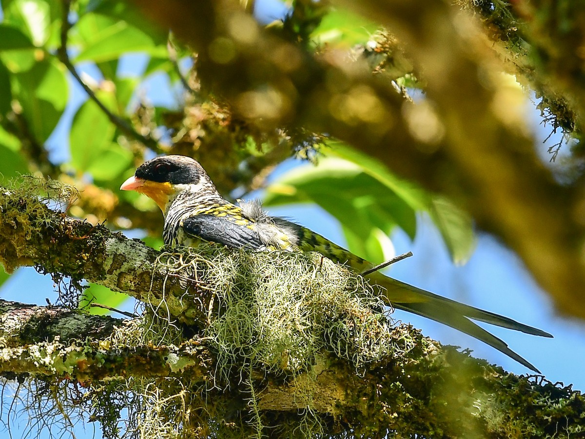 Swallow-tailed Cotinga - Xueping & Stephan Popp
