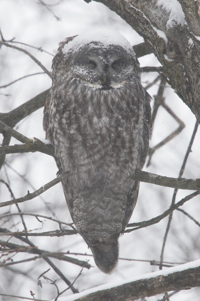 Great Gray Owl - Jean-Sébastien Mayer