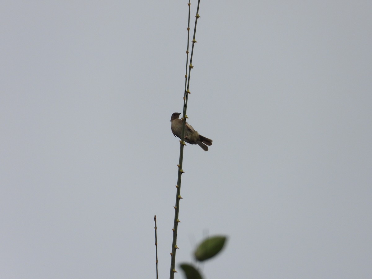 Red-eyed Bulbul - ML529783421