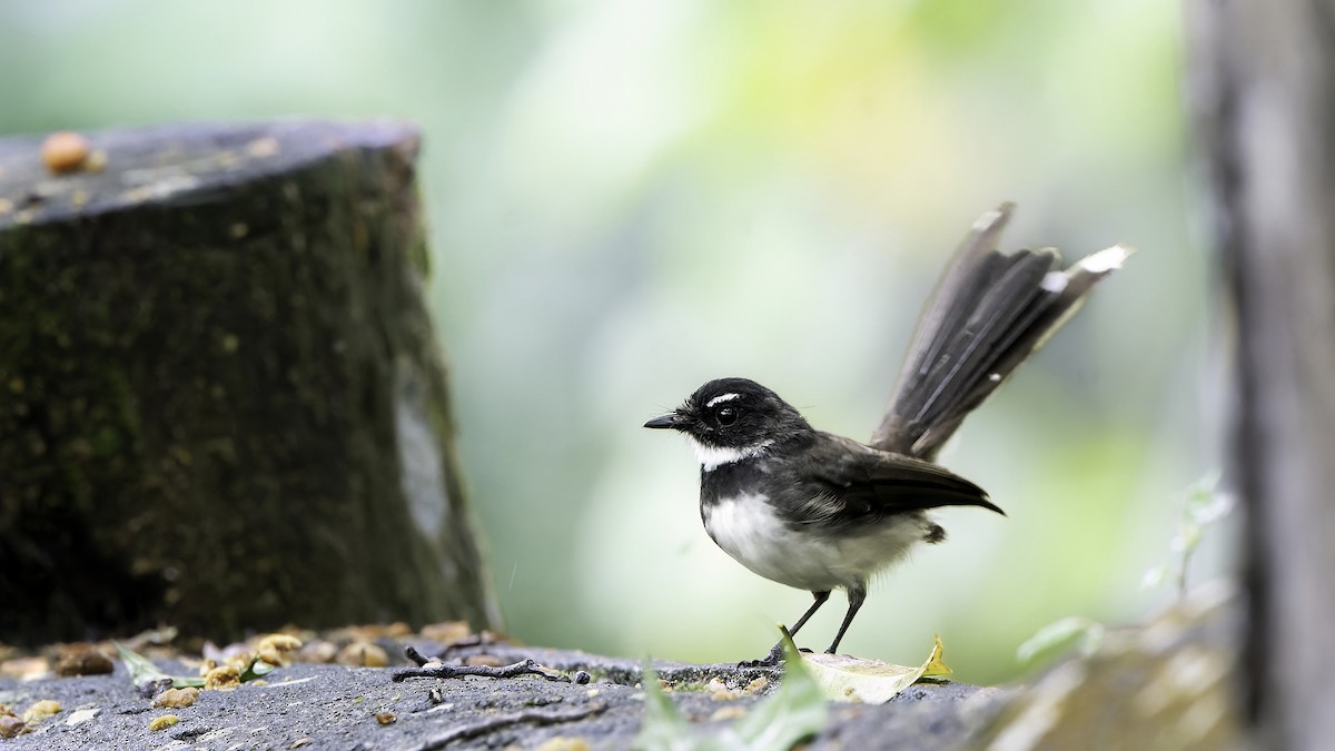 Malaysian Pied-Fantail - ML529784401