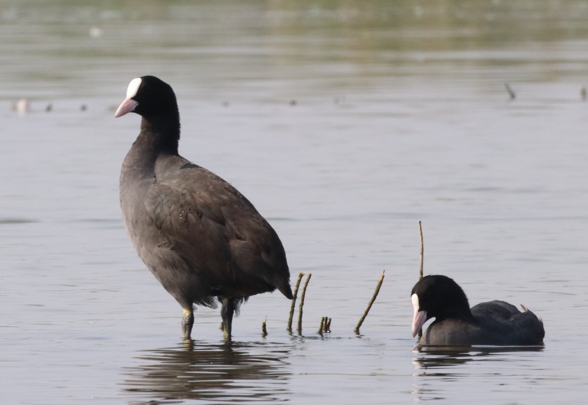 Eurasian Coot - ML529784871