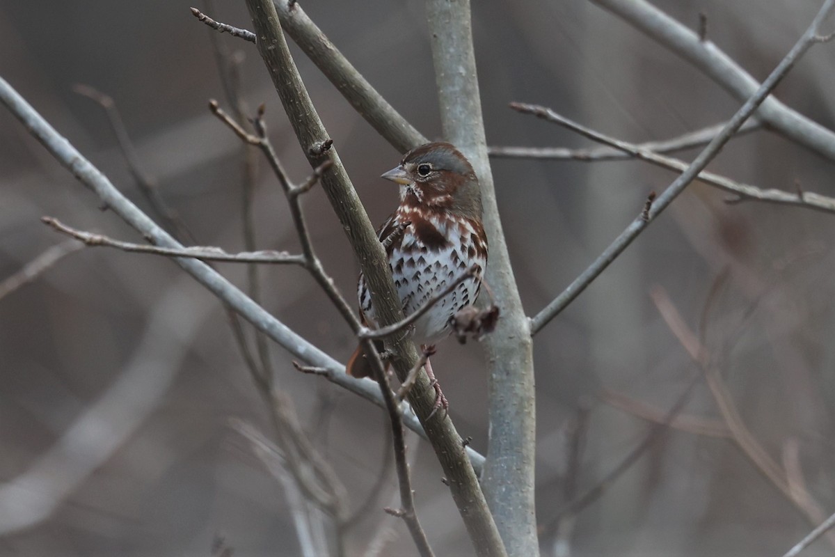 Fox Sparrow - ML529786481