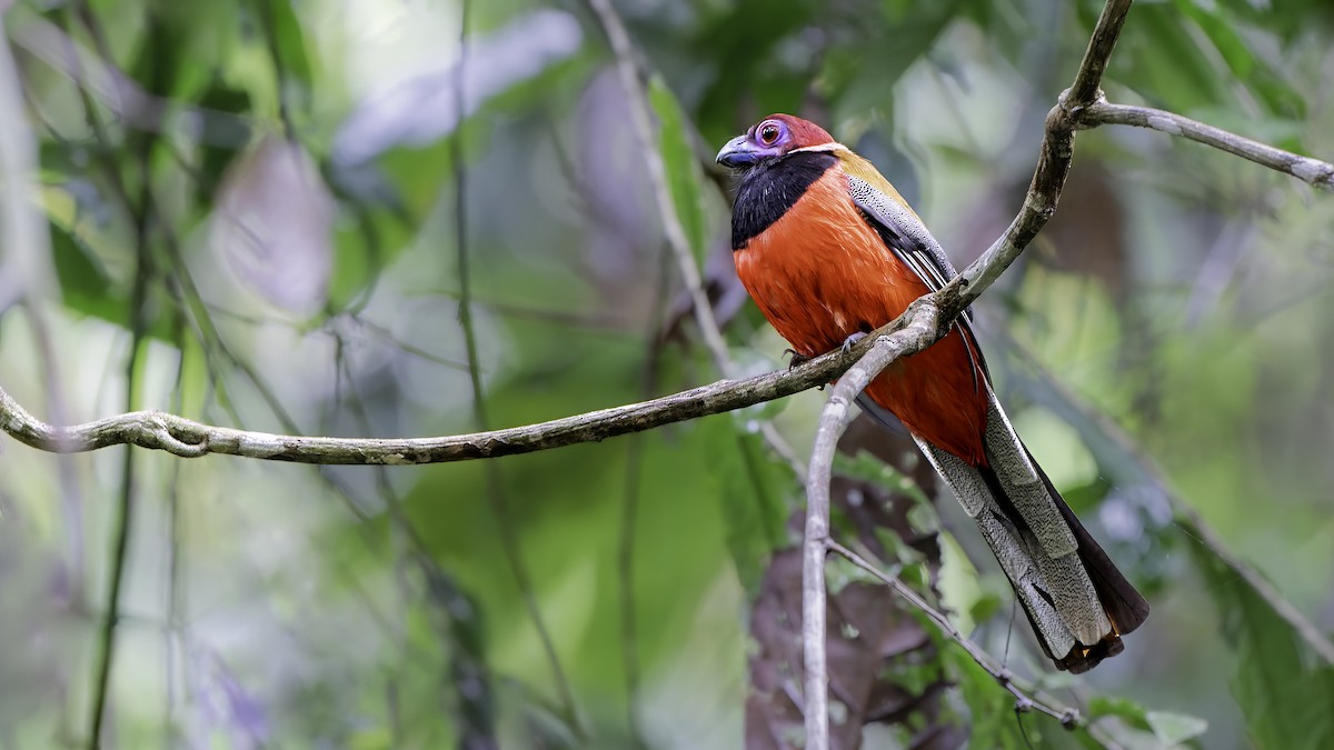 Diard's Trogon - ML529786921