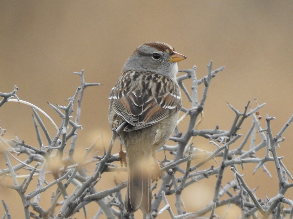 White-crowned Sparrow - Victoria Vosburg