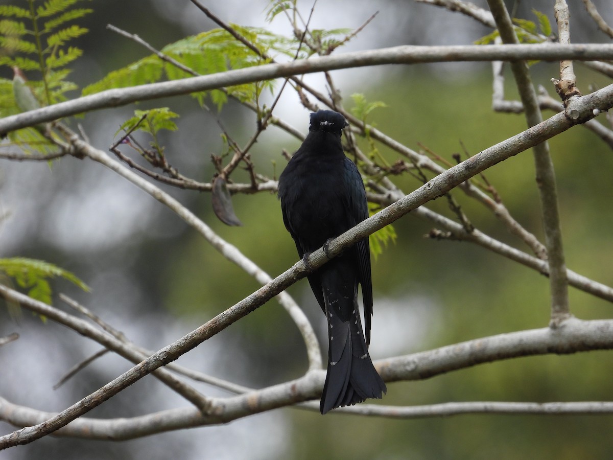 Asya Drongo Guguğu - ML529789671