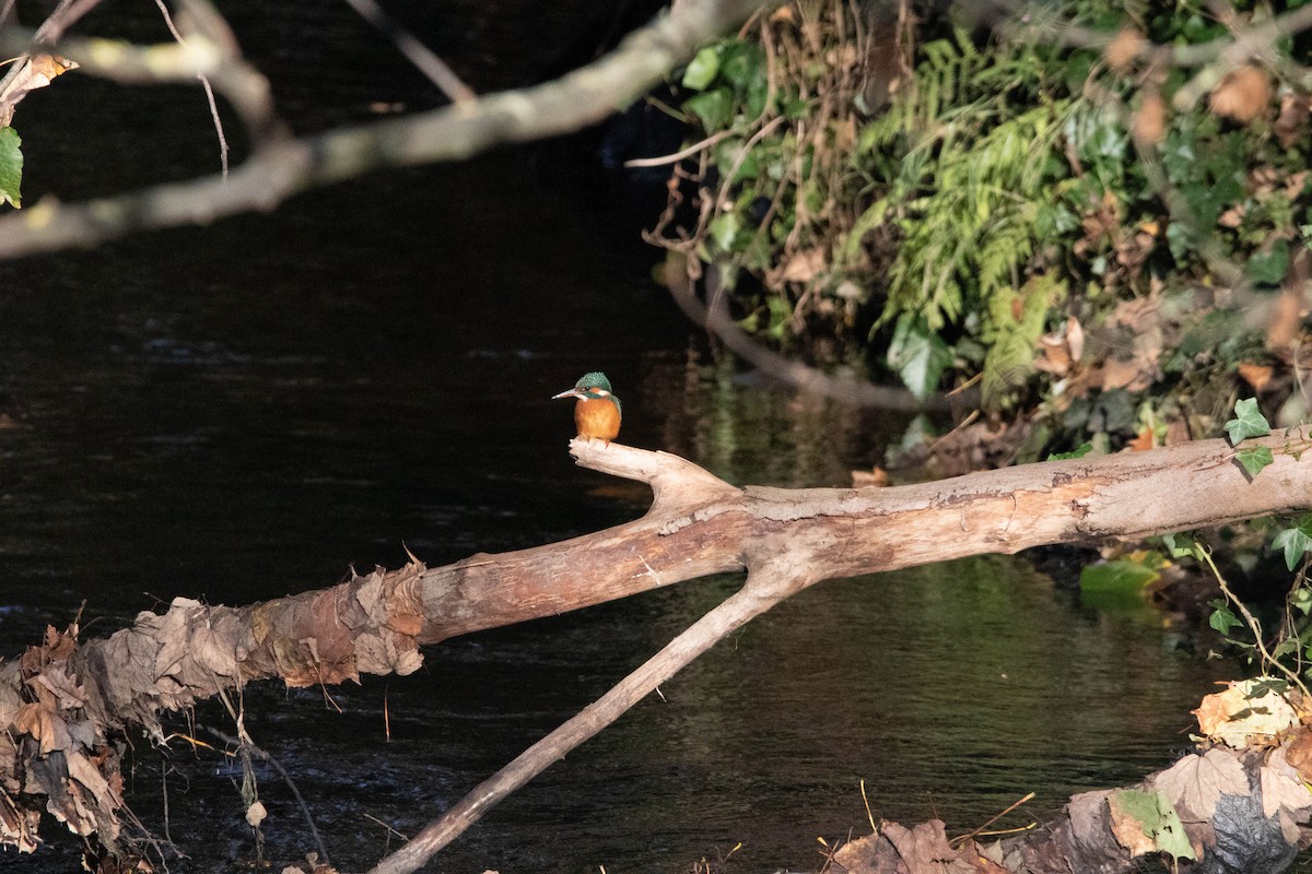 Common Kingfisher - ML529791861