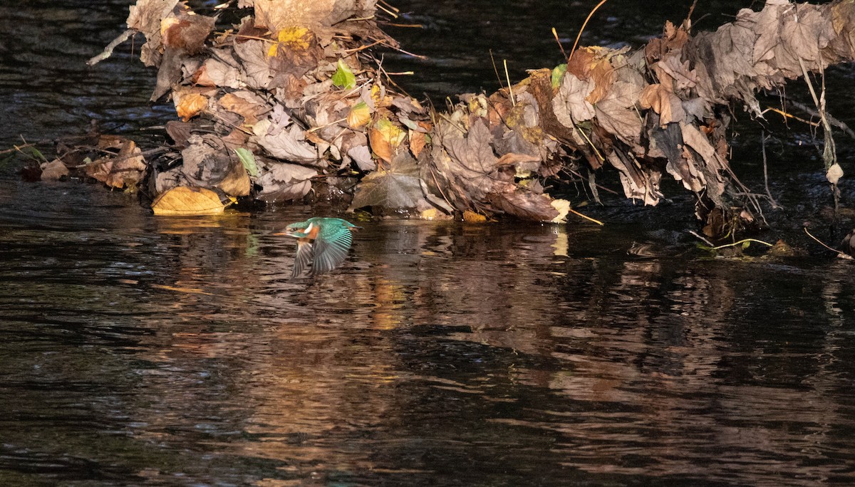 Common Kingfisher - ML529791881