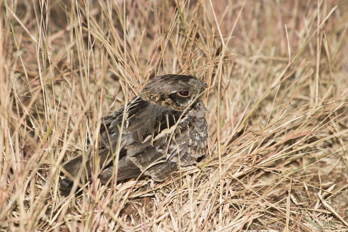 Indian Nightjar - Rohit Pansare