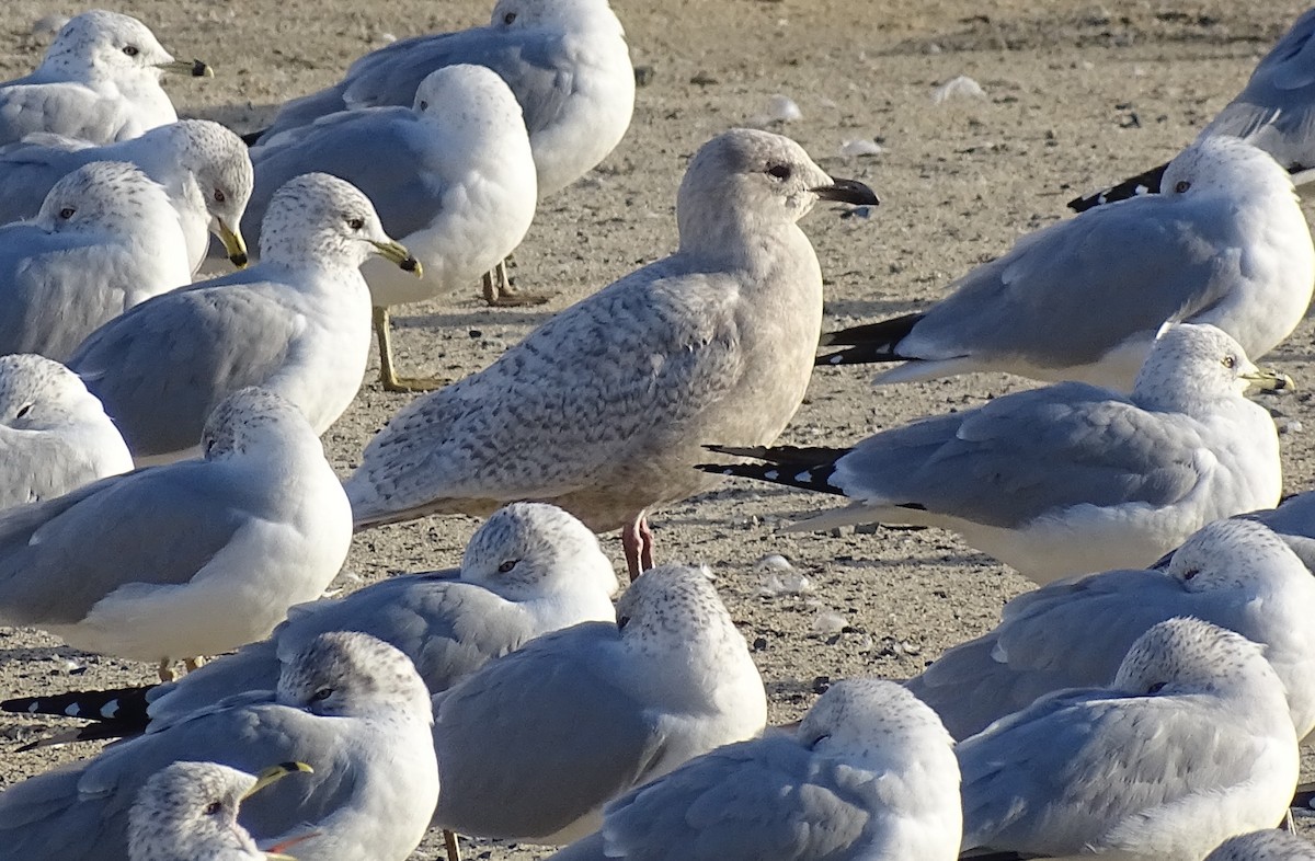 Iceland Gull - ML529792091