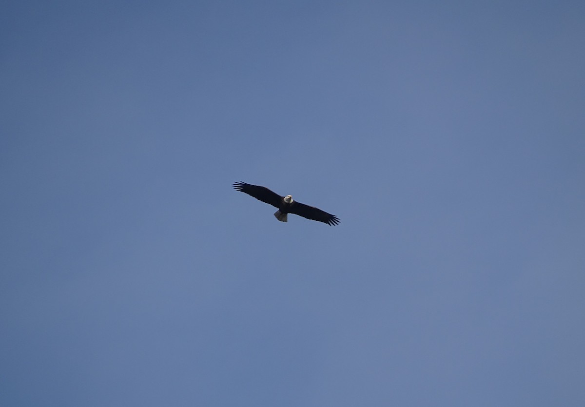 Bald Eagle - ML529792321
